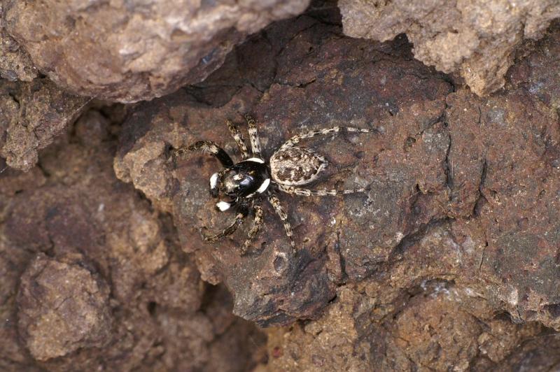 Menemerus_semilimbatus_D3211_Z_85_Valle Gran Rey_Spanje.jpg